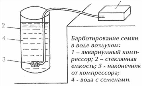 Передпосівна обробка насіння баклажан