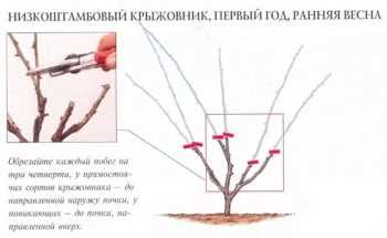 Формування кущів аґрусу