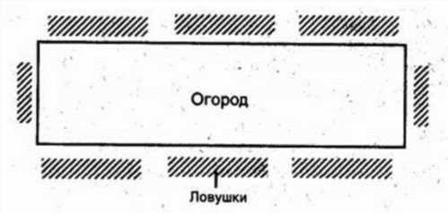 Де ставити пастки від капустянки