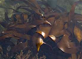 Ламінарія пальчаторассеченная (Laminaria digitata)