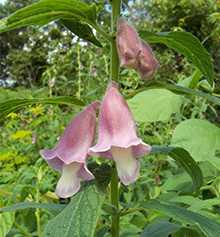 Кунжут індійський (Sesamum indicum)