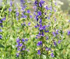 Гісоп лікарський (Hyssopus officinalis)