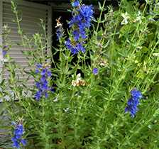 Гісоп лікарський (Hyssopus officinalis)