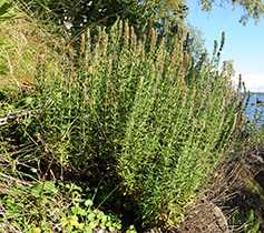 Гісоп лікарський (Hyssopus officinalis)