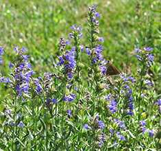 Гісоп лікарський (Hyssopus officinalis)