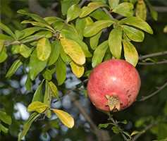 Гранатове дерево (Punica granatum)