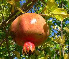 Гранатове дерево (Punica granatum)