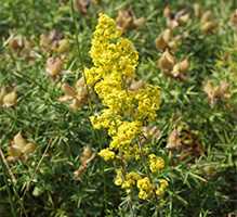 Підмаренник справжній (Galium verum)