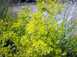 Підмаренник справжній (Galium verum)