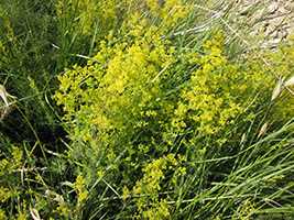 Підмаренник справжній (Galium verum)