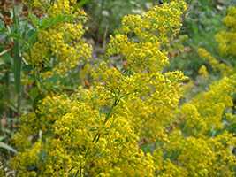 Підмаренник справжній (Galium verum)