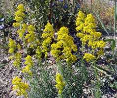 Підмаренник справжній (Galium verum)