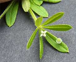 Підмаренник чіпкий (Galium aparine)