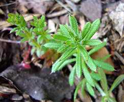 Підмаренник чіпкий (Galium aparine)