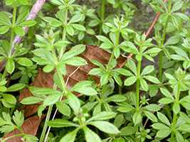 Підмаренник чіпкий (Galium aparine)