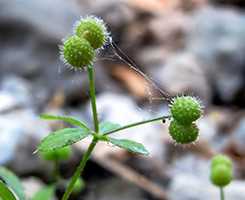 Підмаренник чіпкий (Galium aparine)