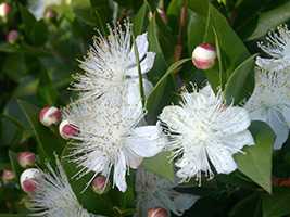 Мирт звичайний (Myrtus communis)