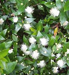 Мирт звичайний (Myrtus communis)