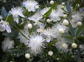 Мирт звичайний (Myrtus communis)