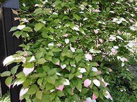 Актинідія коломікта (Actinidia kolomikta)