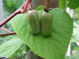 Актинідія коломікта (Actinidia kolomikta)