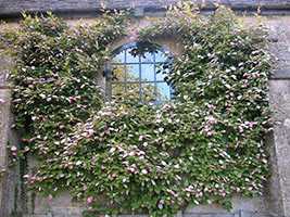 Актинідія коломікта (Actinidia kolomikta)