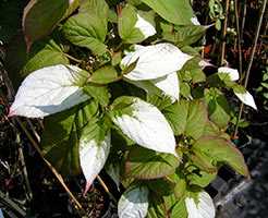 Актинідія коломікта (Actinidia kolomikta)