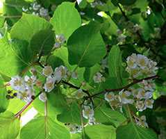 Актинідія коломікта (Actinidia kolomikta)