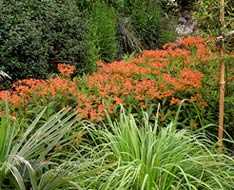 Euphorbia griffithii