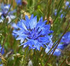 Волошка синя (Centaurea cyanus)