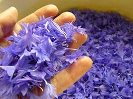 Волошка синя (Centaurea cyanus) - пелюстки