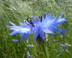 Волошка синя (Centaurea cyanus)