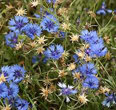 Волошка синя (Centaurea cyanus)