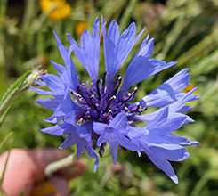Волошка синя (Centaurea cyanus)