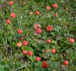 Морошка (Rubus chamaemorus)