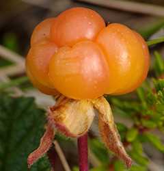 Морошка (Rubus chamaemorus)