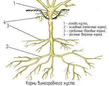 Будова кореневої системи винограду