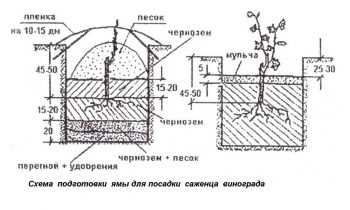 Підготовка посадкової ями