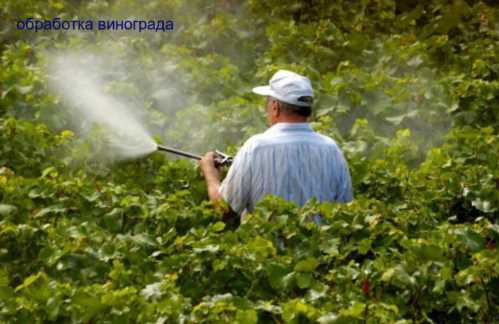 Зберігання капусти в підвалі в ящиках