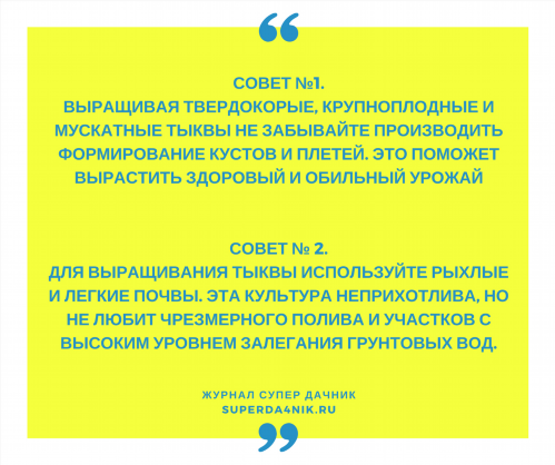 Поради з вирощування гарбуза в інфографіці