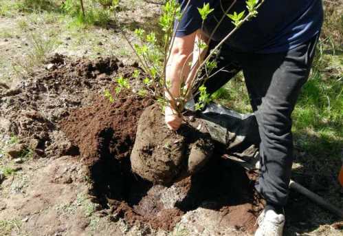 Посадка саджанців бузку