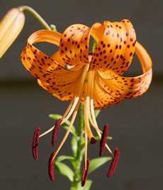 Лілія тигрова Splendens (Lilium tigrinum var splendens)