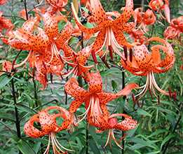 Лілія тигрова (Lilium tigrinum)