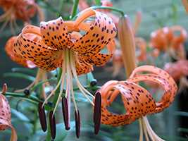 Лілія тигрова (Lilium tigrinum)