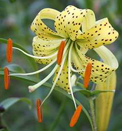 Лілія тигрова Flaviflorum (Lilium tigrinum var flaviflorum)