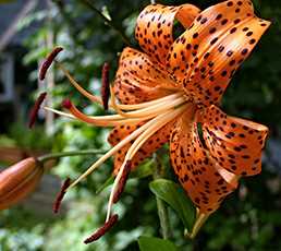 Лілія тигрова (Lilium tigrinum)