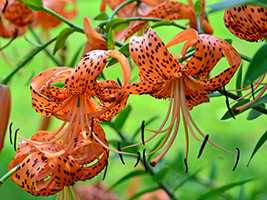 Лілія тигрова (Lilium tigrinum)