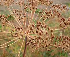 Кріп городній (Anethum graveolens)