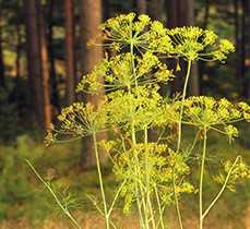 Кріп городній (Anethum graveolens)