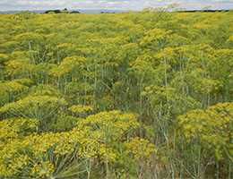 Кріп городній (Anethum graveolens)